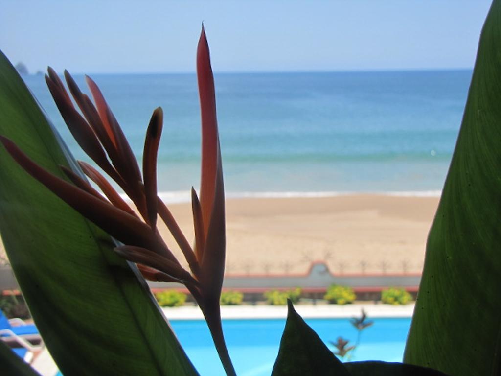 La Paloma Oceanfront Retreat Hotel San Patricio Melaque Quarto foto